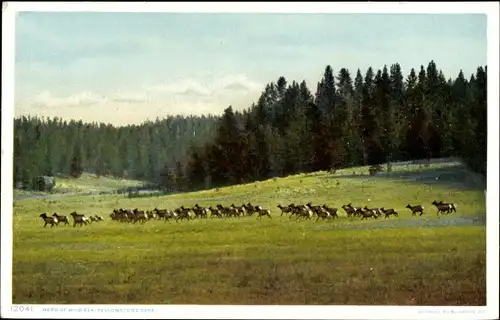 Ak Wyoming USA, Yellowstone Park, Wilder Elch
