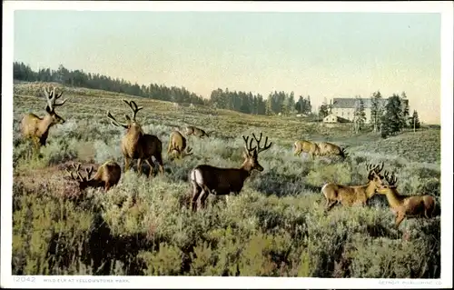 Ak Wyoming USA, Yellowstone Park, Wilder Elch