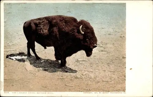 Ak Wyoming USA, Yellowstone Park, The Largest Living, Buffalo Bull