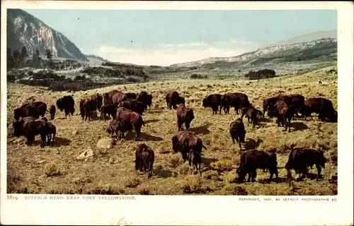 Ak Wyoming USA, Yellowstone-Nationalpark, Büffelherde in der Nähe von Fort