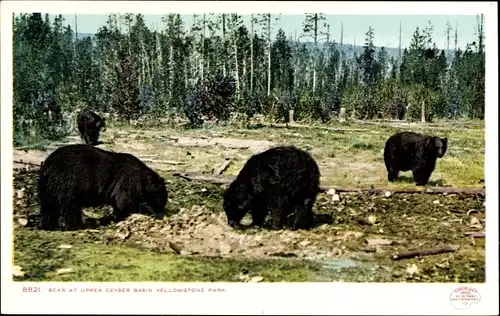 Ak Wyoming USA, Yellowstone-Nationalpark, Bär