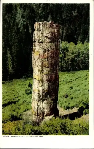 Ak Wyoming USA, Yellowstone-Nationalpark, versteinerter Baum