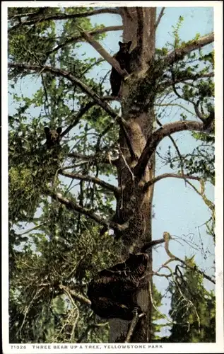 Ak Wyoming USA, Yellowstone-Nationalpark, Drei Bären auf einem Baum