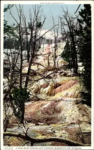 Ak Mammoth Wyoming USA, Mammoth Hot Springs, New Born Spring, Terrasse