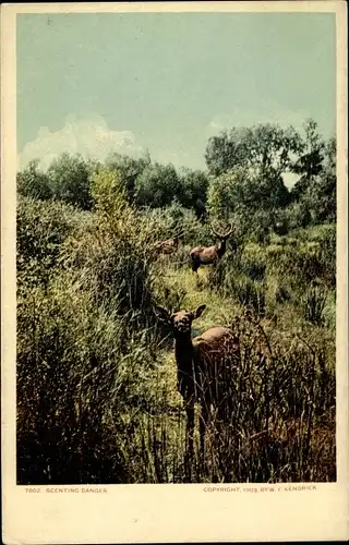 Ak USA, Geruchsgefahr