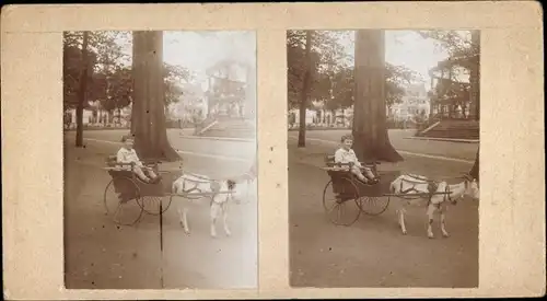 Stereo Foto Ziege zieht eine Kutsche mit einem Jungen, Ziegenkutsche