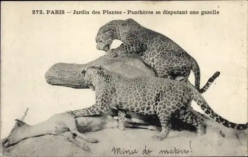 Ak Paris V, Jardin des Plantes, Panther, Gazelle