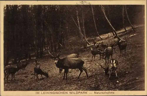Ak Hesselbach Wilhelmsthal in Oberfranken, Im Leiningischen Wildpark, Hirsche