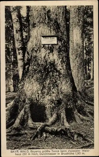 Ak Zwieslerwaldhaus Zwieseler Waldhaus Lindberg im Bayerischen Wald, Größte Tanne Bayerns