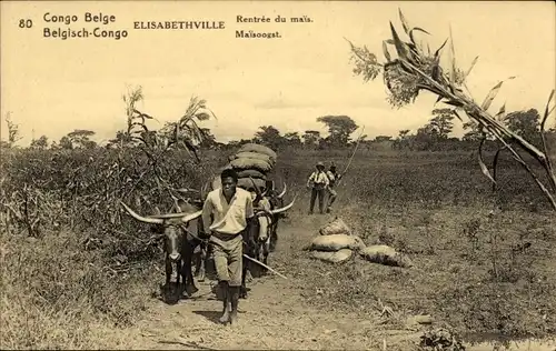 Ganzsachen Ak Elisabethville DR Kongo Zaire, Männer mit Rinderkarren