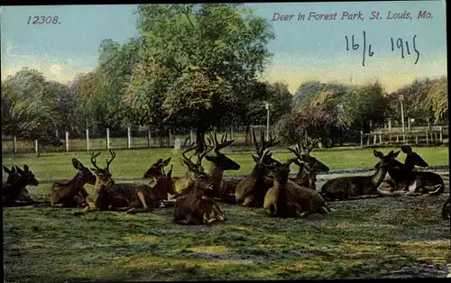 Ak Saint Louis Missouri USA, Hirsche im Forest Park