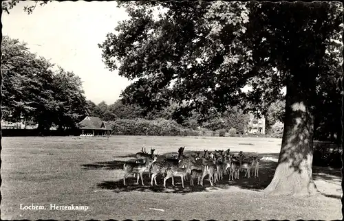 Ak Lochem Gelderland, Hertenkamp, Wild