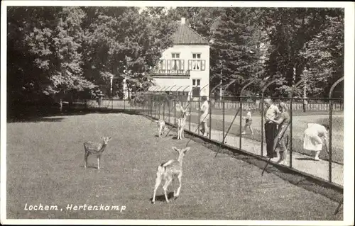 Ak Lochem Gelderland, Hertenkamp, Wildgehege