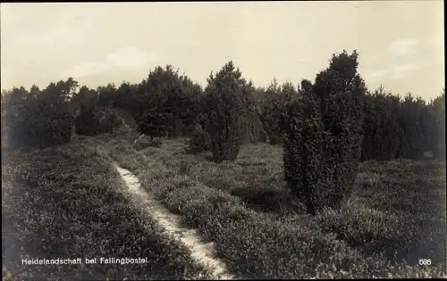 Ak Bad Fallingbostel Lüneburger Heide, Heidelandschaft