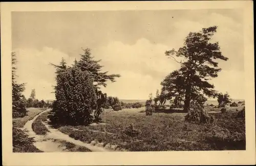 Ak Müden an der Örtze Faßberg Lüneburger Heide, Wietzer Berg, Bäume