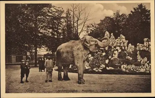 Ak Antwerpen Antwerpen Flandern, Elefant, Zoologischer Garten