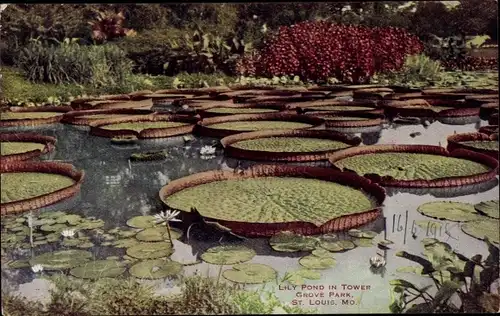 Ak Saint Louis Missouri USA, Tower Grove Park, Lily Pond