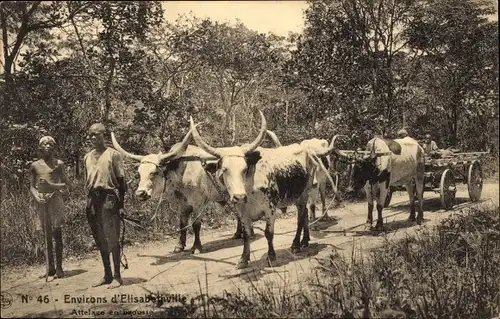 Ak Lubumbashi Elisabethville DR Kongo Zaire, Ochsengespann