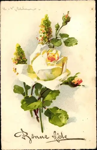 Künstler Ak Klein, Catharina, weiße Rose, Glückwunsch