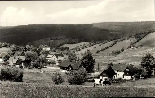 Ak Schellerhau Altenberg im Erzgebirge, Kuh, Panorama