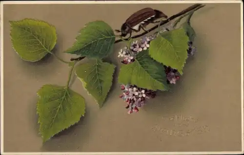 Ak Glückwunsch Pfingsten, Maikäfer auf einem Fliederzweig