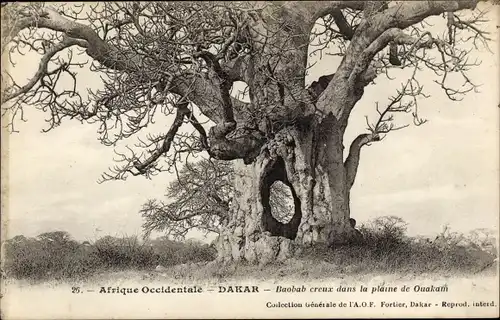 Ak Ouakam Dakar Senegal, Baobab