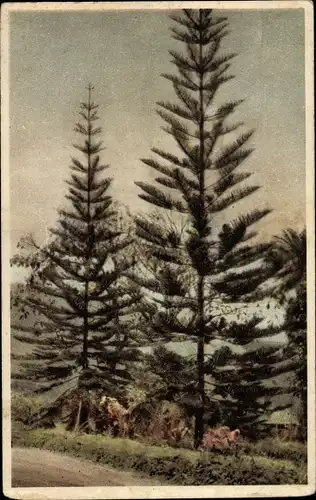 Ak Araucaria ambricata, Schuppentanne, Afrikanischer Tannenbaum