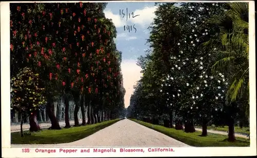 Ak Kalifornien USA, Orangen, Pfeffer, Magnolienblüten