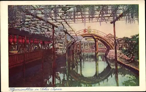 Ak Tokyo Tokio Japan, Glycinienblüte