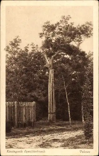 Ak Veluwe Gelderland, Koningseik Speulderbosch