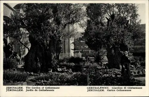 Ak Jerusalem Israel, Garten Gethsemane