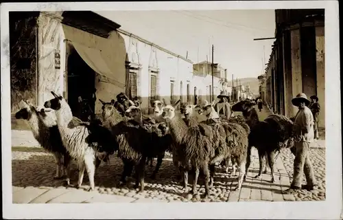 Foto Ak Peru, Hirt, Tiere, Straßenpartie