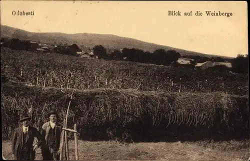 Ak Odobesti Rumänien, Weinberge