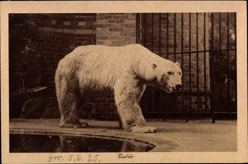 Ak Berlin Tiergarten, Zoologischer Garten, Eisbär