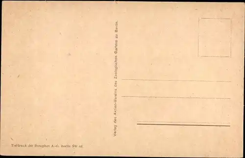 Ak Berlin Tiergarten, Zoologischer Garten, Afrikanischer Elefant, Tierpfleger