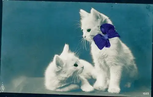 Stoff Ak Zwei weiße Katzen, Plastikaugen, Stoffschleife