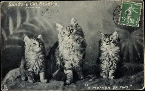 Ak Drei Katzen, Tierportrait, Katzenmutter