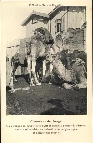 Ak Ägypten, Kamele bei der Rast