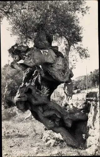 Ak Mallorca Balearische Inseln, Baum