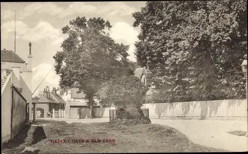 Ak Telford West Midlands, Hadley Gate, Alter Baum