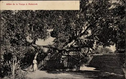 Ak Mataryeh Ägypten, Arbre de la Vierge