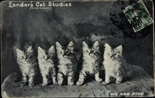 Ak Fünf junge Katzen, Tierportrait