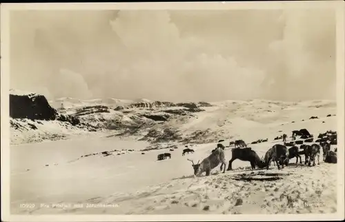 Ak Norwegen, Jotunheimen, Schnee, Rentiere