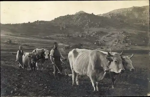 Foto Ak Prilep Mazedonien, Männer mit Rinderpflug auf dem Feld