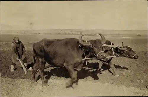 Foto Ak Prilep Mazedonien, Bauer mit Rinderpflug auf dem Feld