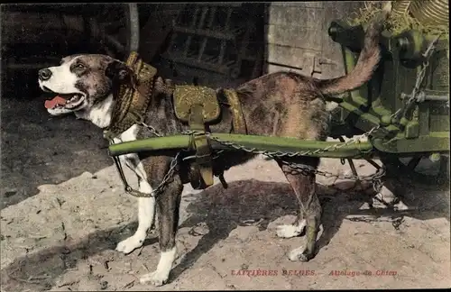 Ak Belgien, Zughund mit Milchkarren, Hundekarren