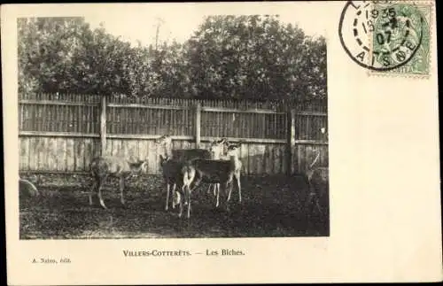 Ak Villers Cotterêts Aisne, Les Biches