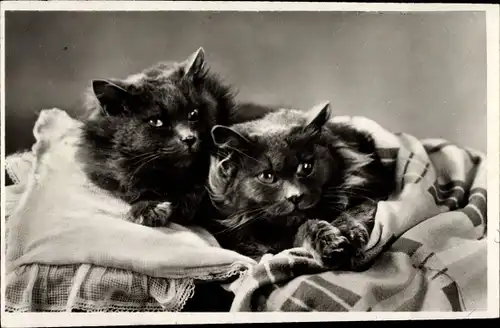 Ak Zwei schwarze Katzen, Tierportrait, Decke