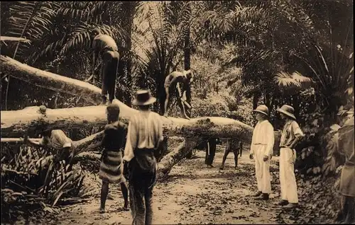 Ak Congo Belge DR Kongo Zaire, Aménagement d'une palmeraie naturelle au Mayumbe