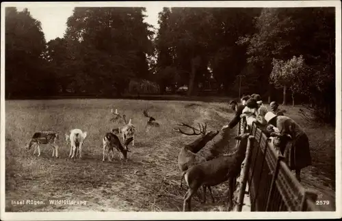 Ak Insel Rügen, Wildfütterung